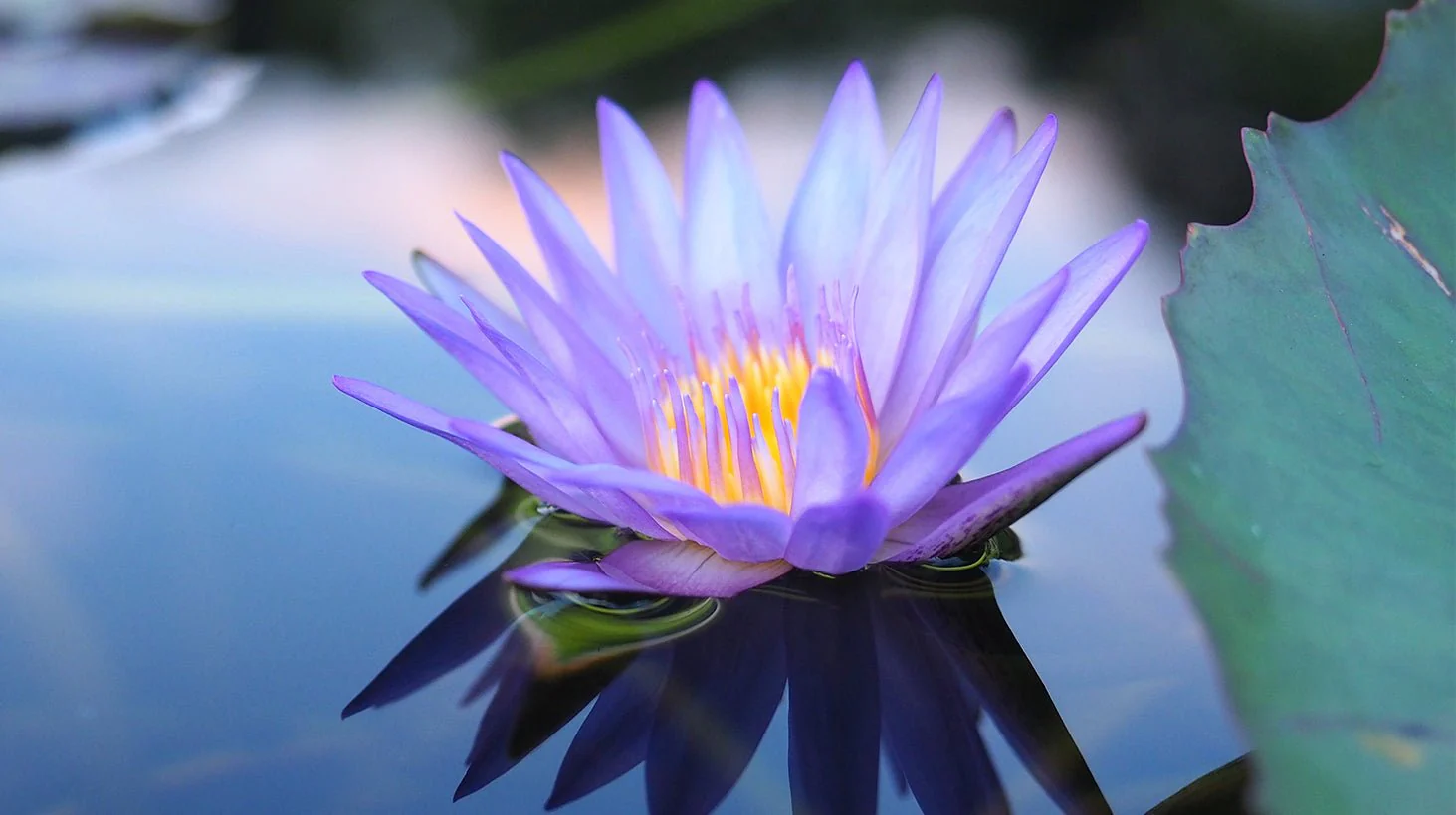 Lotus Bloom Palm Vibrator - Image 4
