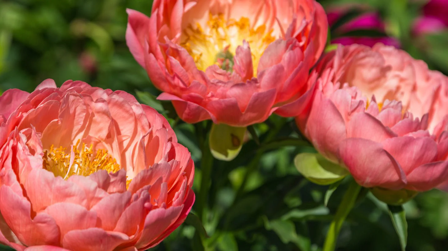 Peony Bloom Rabbit Vibrator - Image 4